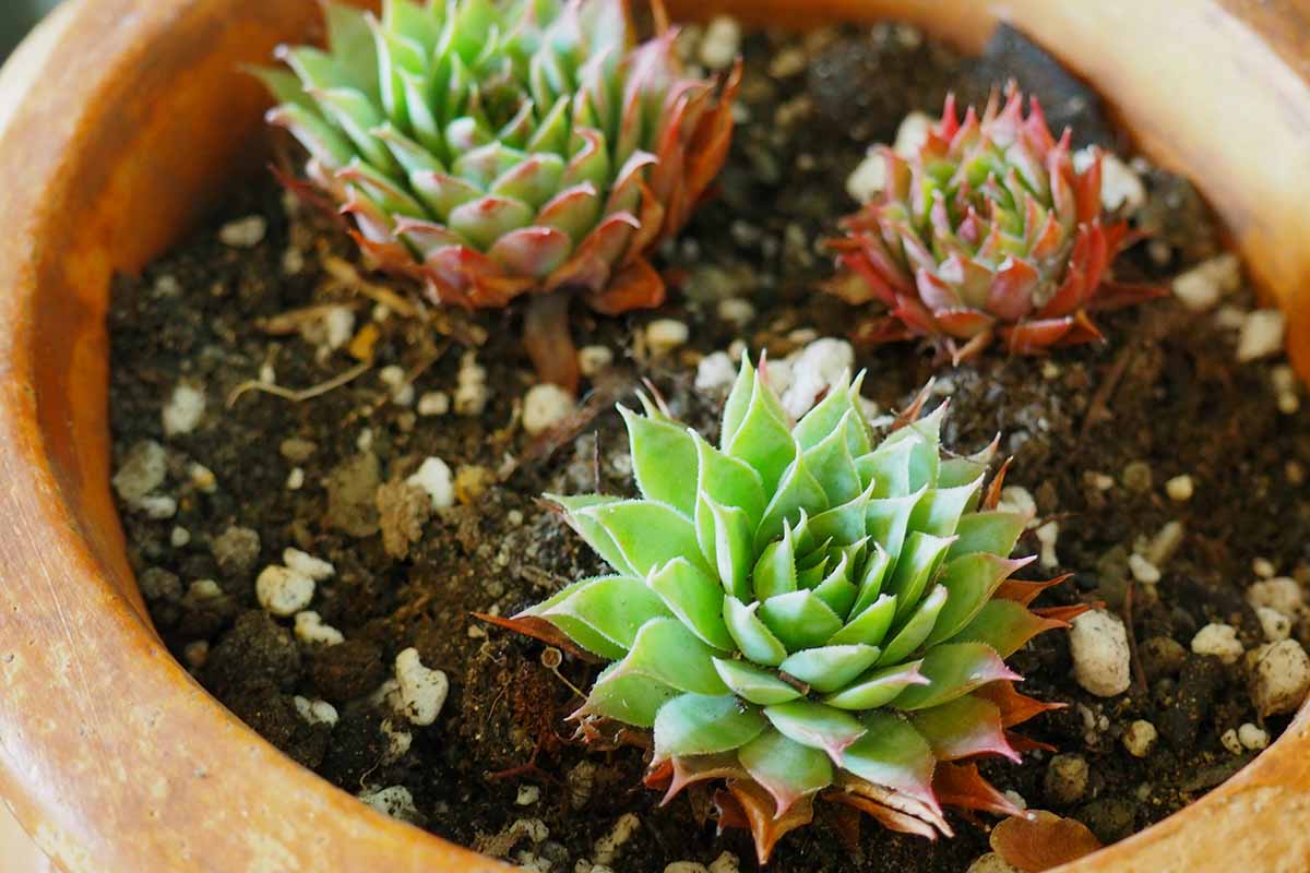A close up horizontal image of succulents growing in a terra cotta pot in a DIY homemade potting mix.