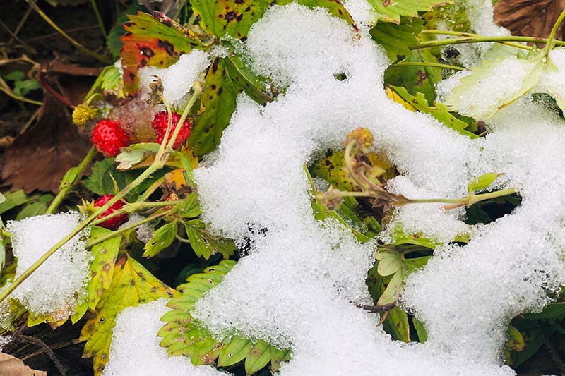 A close up horizontal image of a strawberry plant growing in the garden under a thin layer of snow.