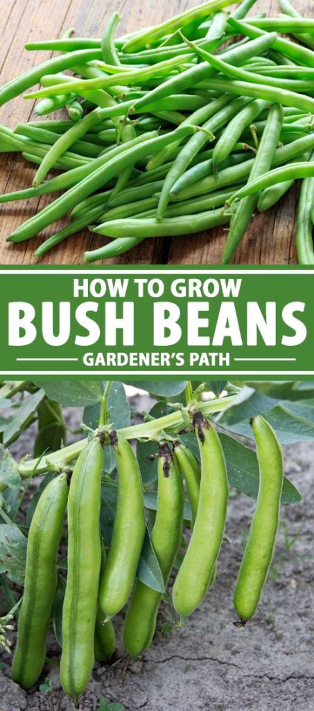 A collage showing bush style green beans growing in a garden.