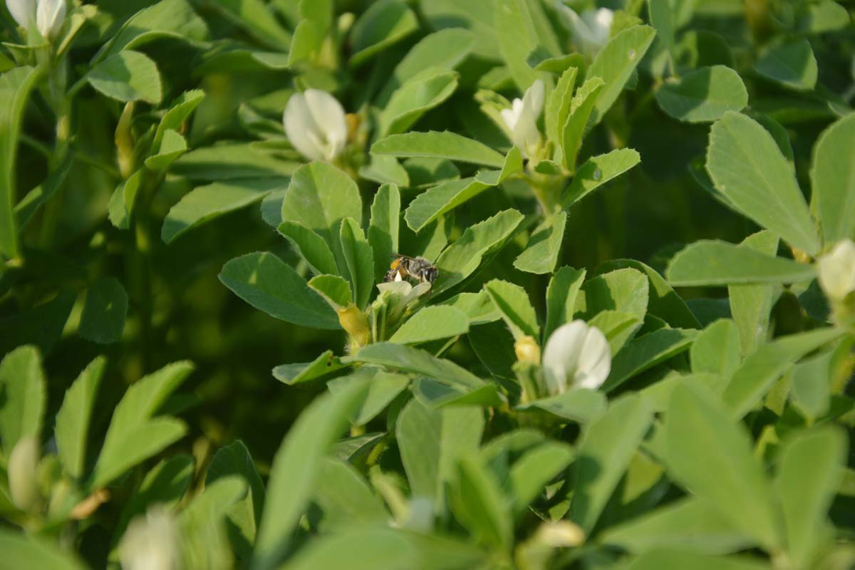 A close up of a bee on a fenugreek plant. Lush green foliage contrasts with tiny white flowers just ready to bloom, in the bright sunlight.