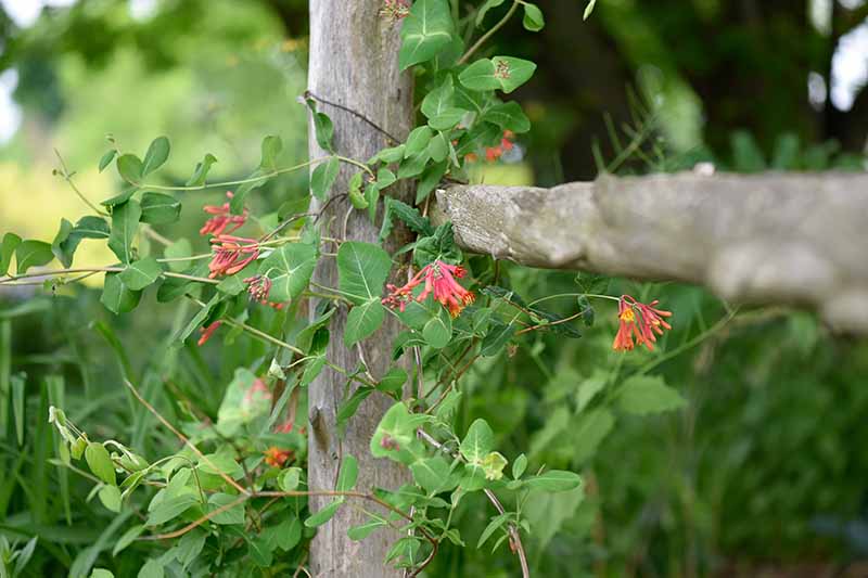 A close up horizontal image of red honeysuckle flowers growing on the vine on a wooden fence.