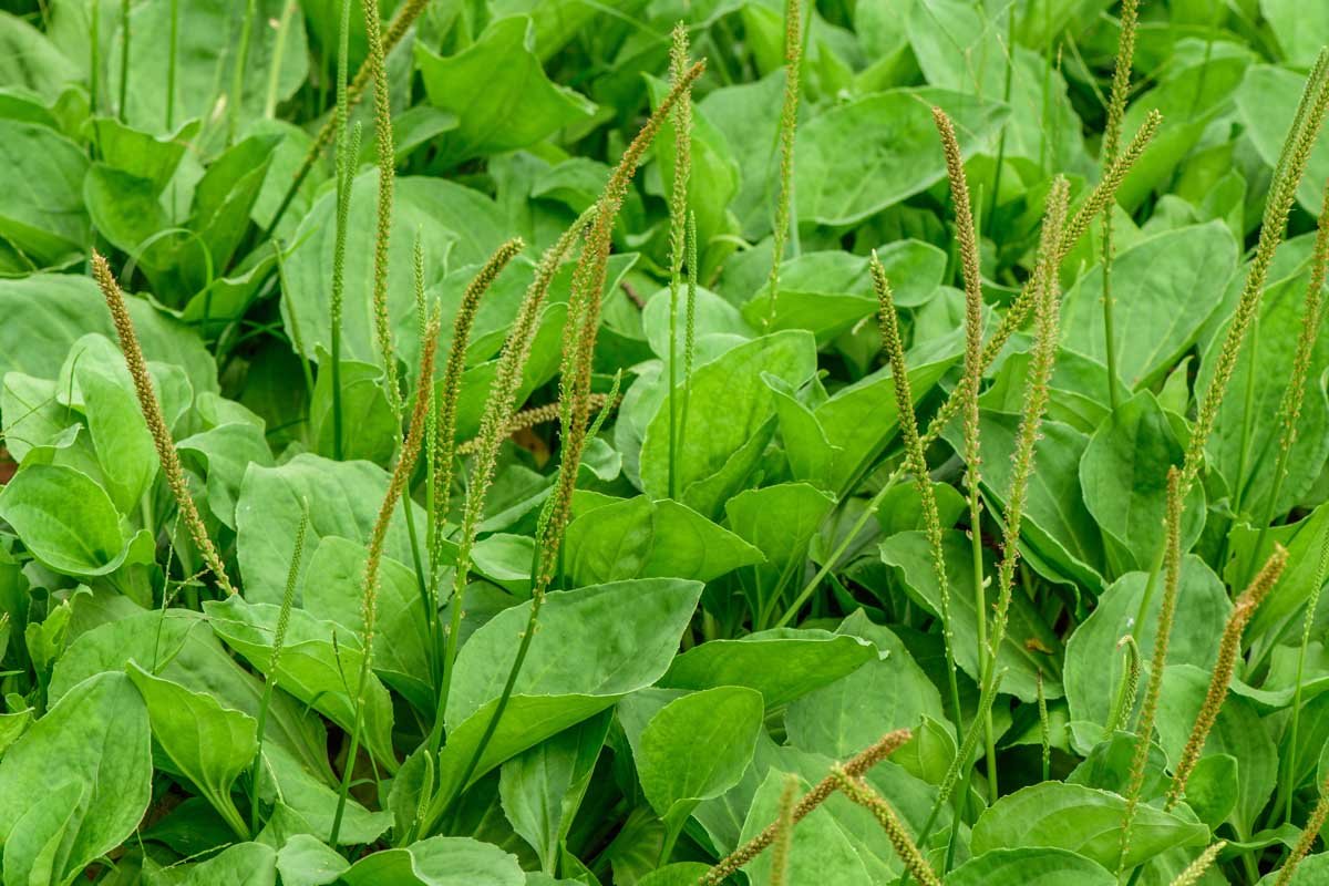 A close up of the plantain plant growing in the garden with its characteristic wide green leaves and upright flower stalks.