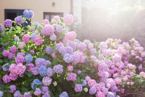 Pink, purple, and blue hydrangeas in bloom in the morning sun.