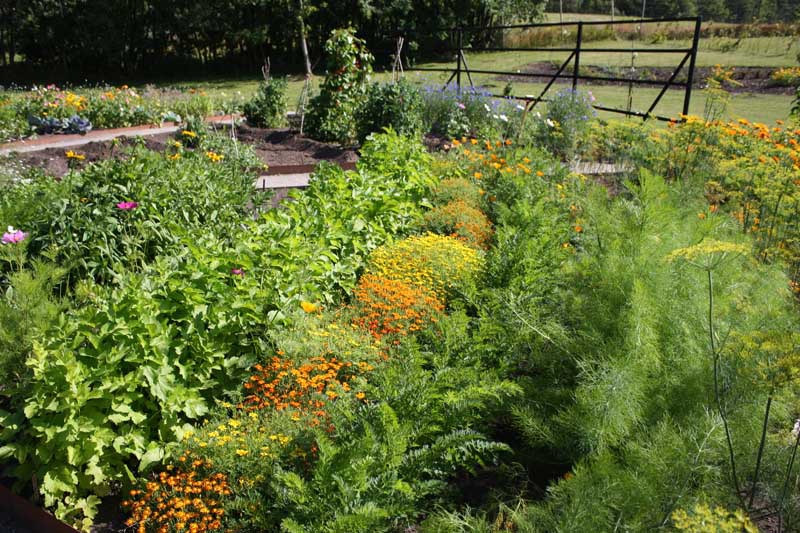 Colorful vegetable garden with marigolds for companion planting.