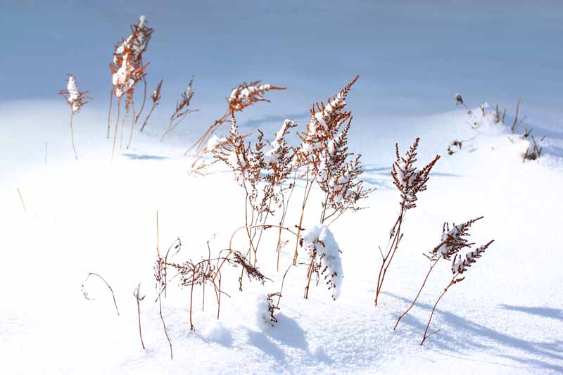 A close up horizontal image of astilbe flower stalks after blooming covered in snow, pictured in bright sunshine.