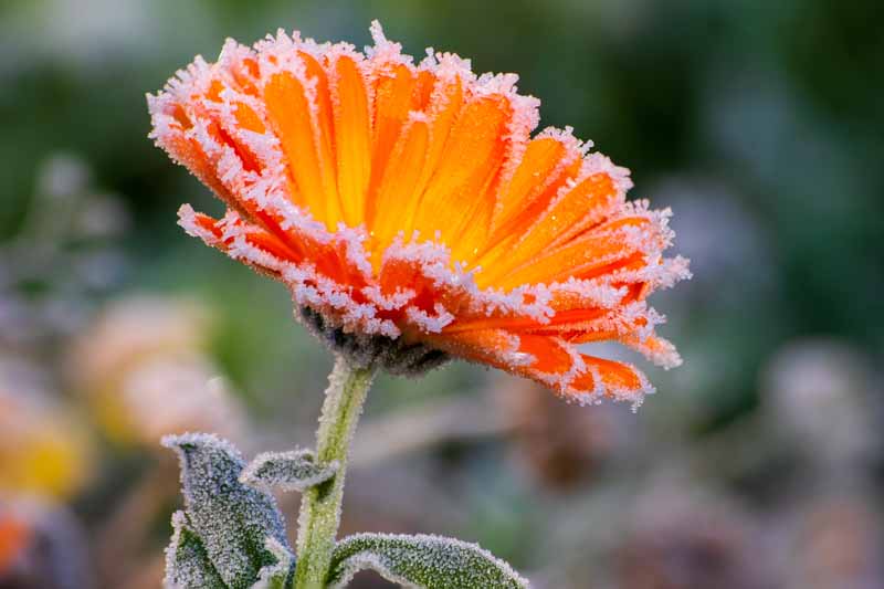 A close up horizontal image of a bright orange flower covered in frost pictured on a soft focus background.