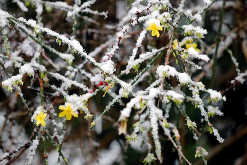 A close up horizontal image of yellow jasmine covered in a light dusting of frost and snow pictured on a soft focus background.