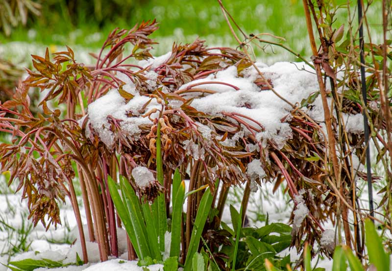 A close up horizontal image of a perennial peony plant with reddish-brown stems and foliage pictured with a light dusting of snow on the ground and on the plant, on a soft focus background.