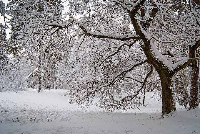 Snow-covered trees are susceptible to winter damage, unless protected in advance | GardenersPath.com