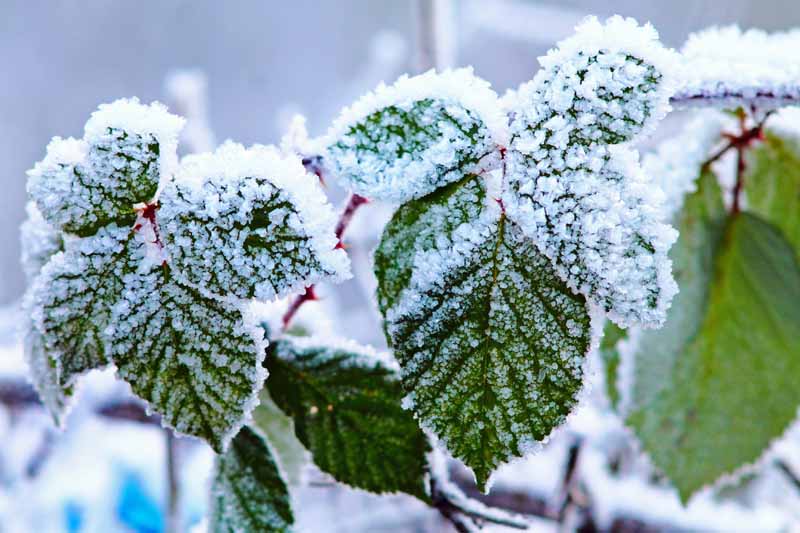 A close up horizontal image of the foliage of a boysenberry plant covered in frost and snow, pictured in light sunshine on a soft focus background.