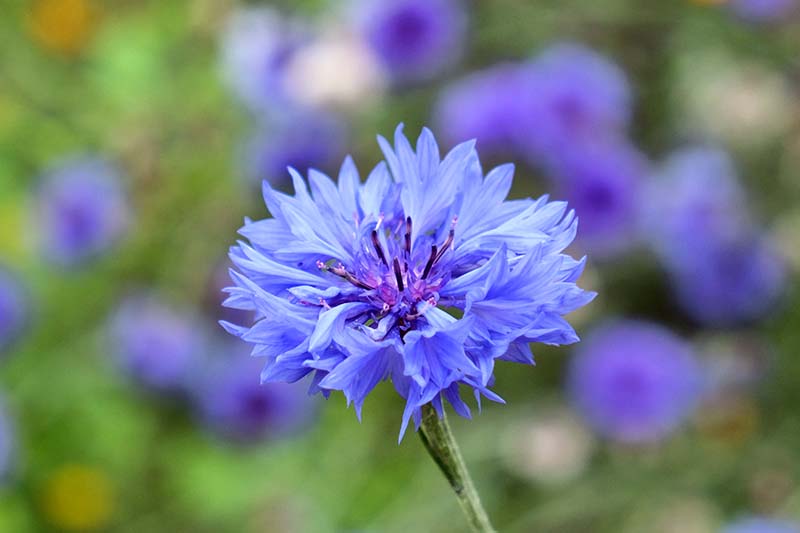A close up horizontal image of a bright blue Centaurea cyanus flower pictured on a soft focus background.
