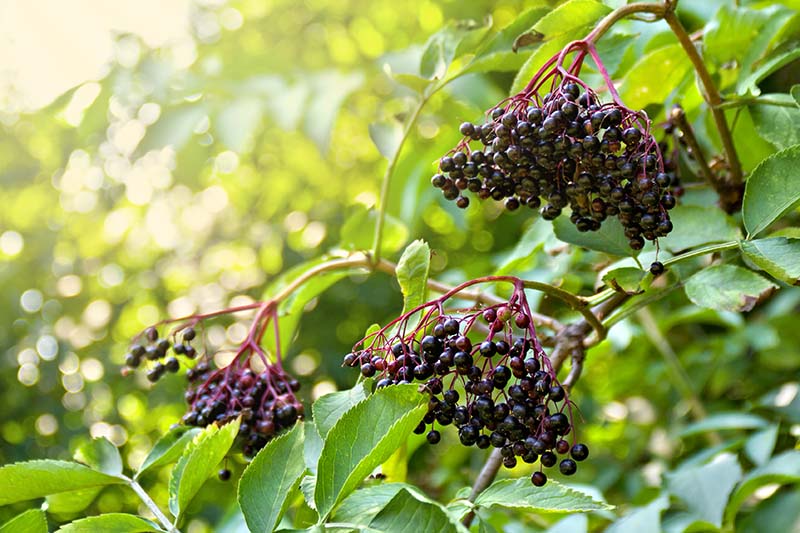 A close up horizontal image of elderberries growing in the garden pictured in light filtered sunshine on a soft focus background.