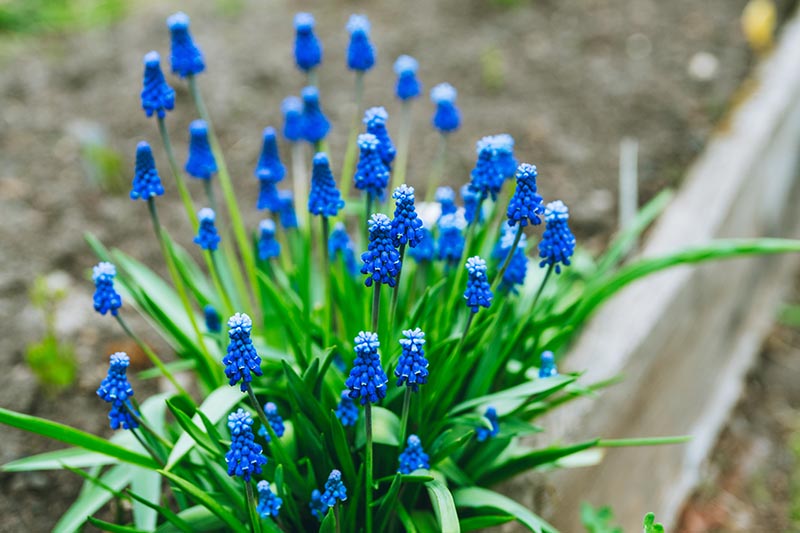 A close up horizontal image of a small grape hyacinth plant with several bright blue flowers in a wooden raised garden bed.