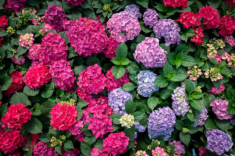 A close up horizontal image of glorious hydrangea flowers in blue, red, pink, and purple growing in the summer garden surrounded by deep green foliage.