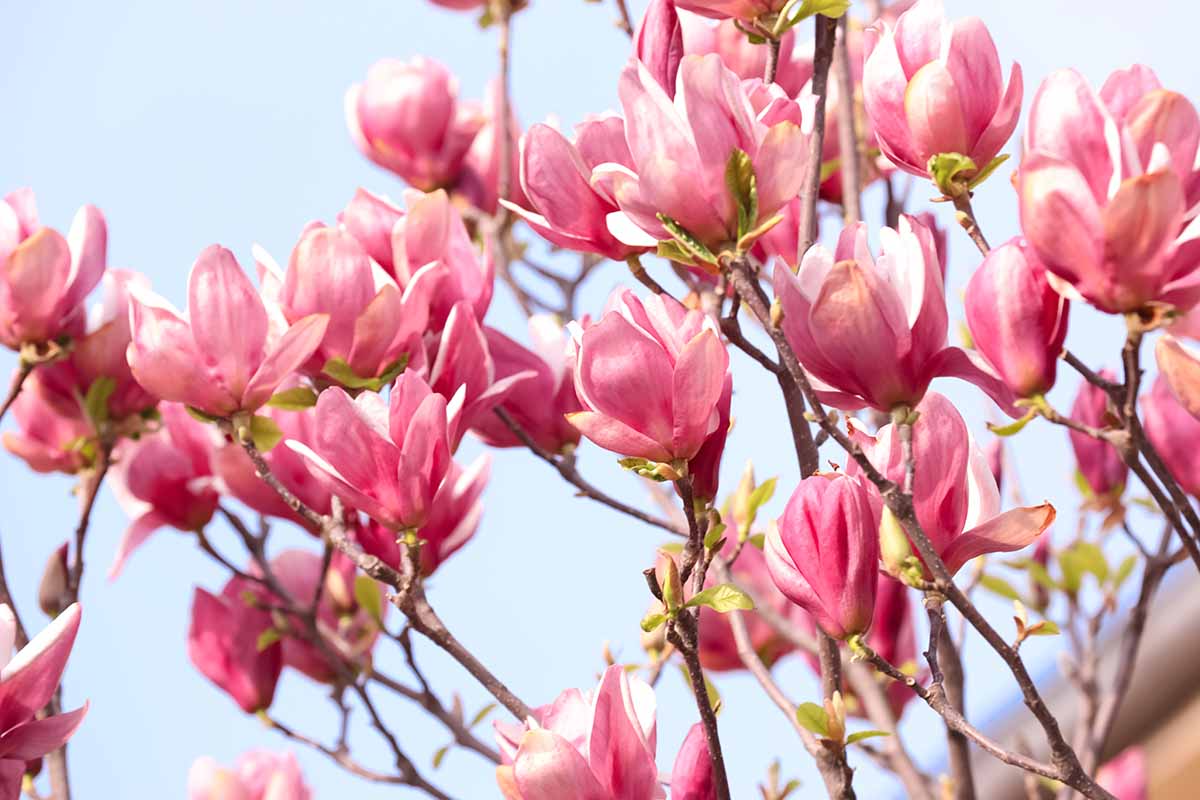 A close up horizontal image of pink magnolia flowers growing in the garden pictured on a blue sky background.