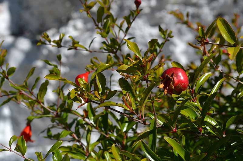 A close up horizontal image of a pomegranate tree growing in the garden pictured on a soft focus background.