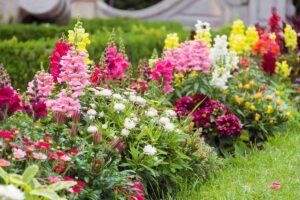 A close up horizontal image of a garden border with a variety of different flowers including different colored snapdragons.