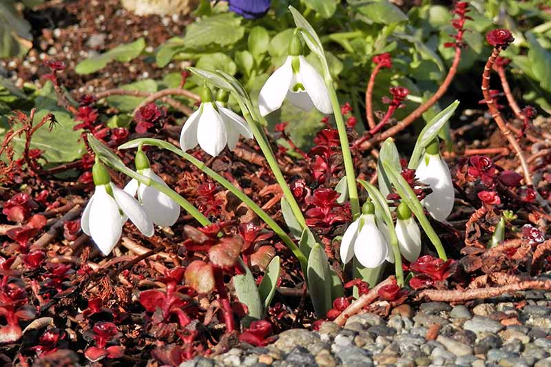 Snowdrops growing with other plants with red and green foliage in the garden.