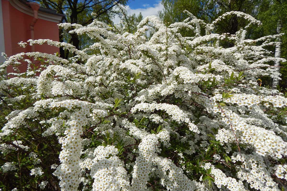 A big, white-flowered spirea bush growing in a backyard setting.