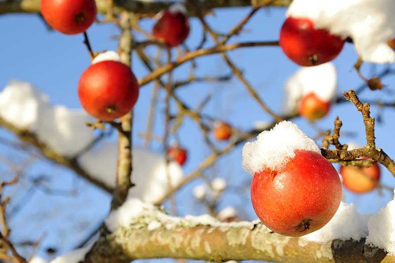 A close up horizontal image of an apple tree with ripe fruit covered in a light dusting of snow pictured in bright sunshine on a blue sky background.