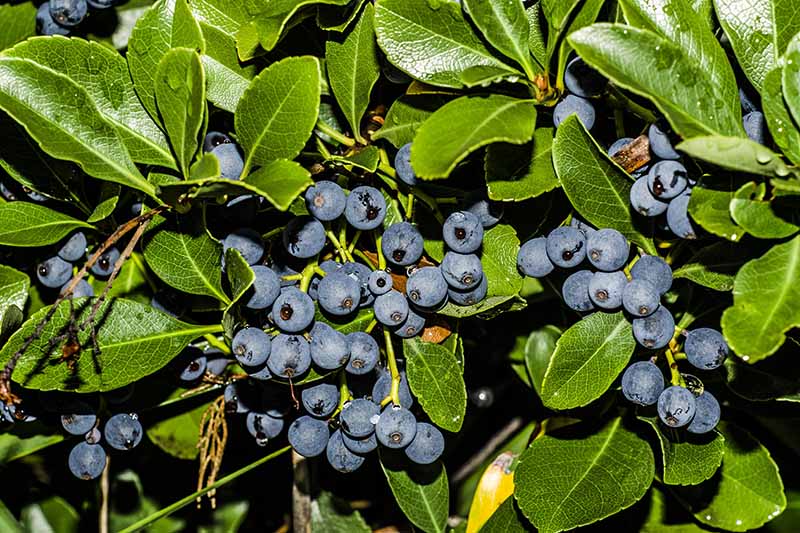 A close up horizontal image of blueberries ready to harvest surrounded by vibrant green foliage pictured in bright sunshine.