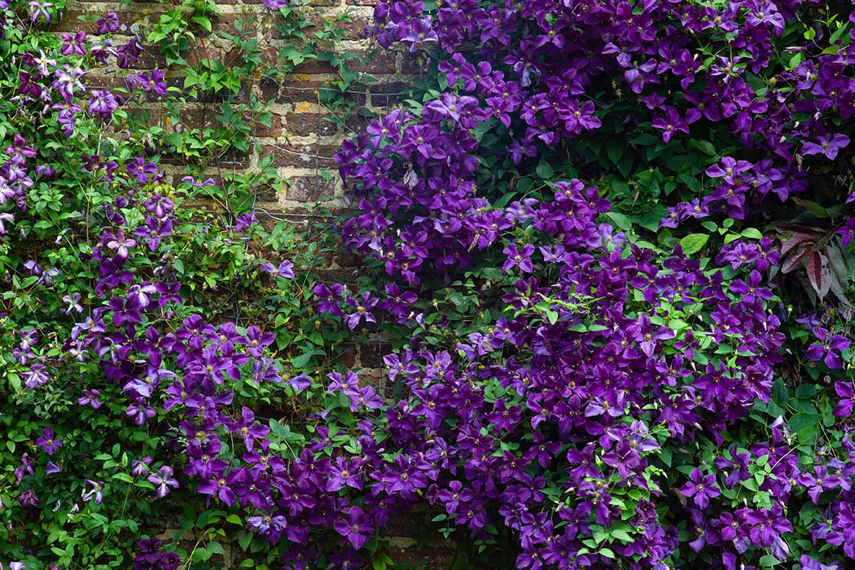 A close up horizontal image of purple clematis vines growing up a brick wall.