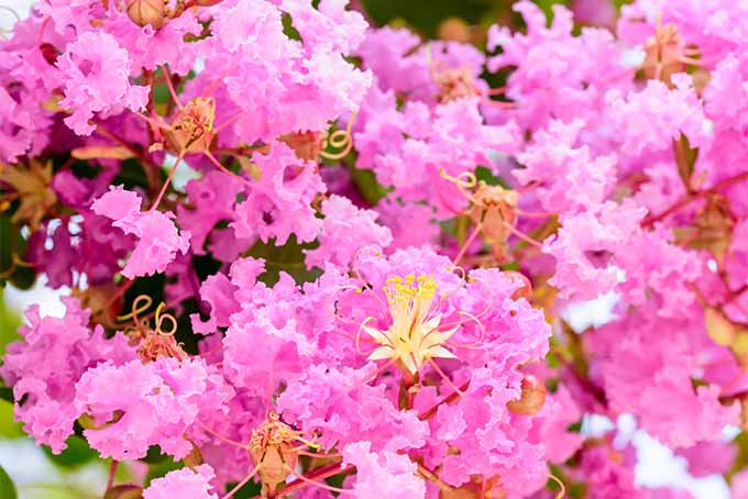 Pink crape myrtle blooms on properly pruned tree | GardenersPath.com