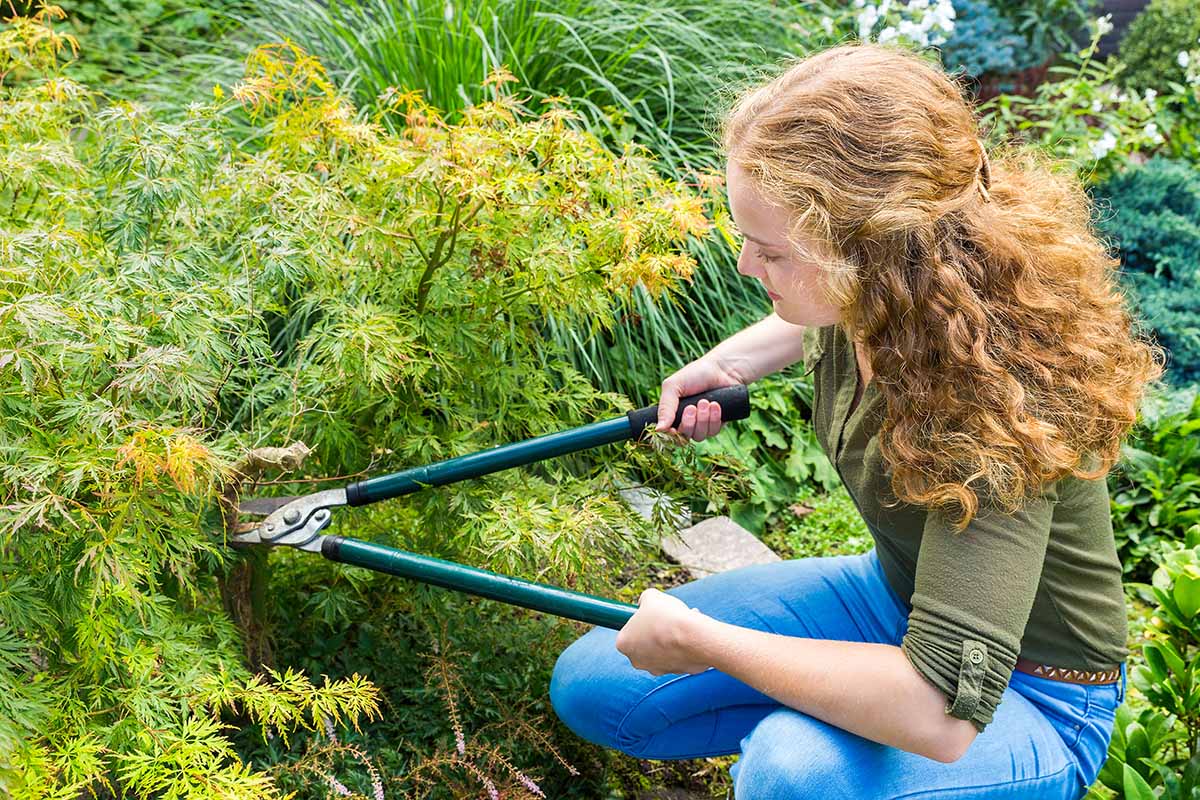 A close up horizontal image of a gardener using a pair of long-handled secateurs to prune a Japanese maple tree.