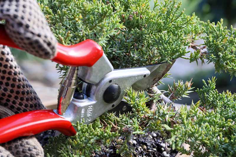 A close up horizontal image of a gardener using a set of pruners to trim an overgrown juniper shrub.