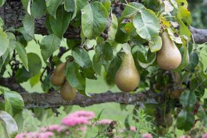A close up horizontal image of pears growing in the garden pictured on a soft focus background.