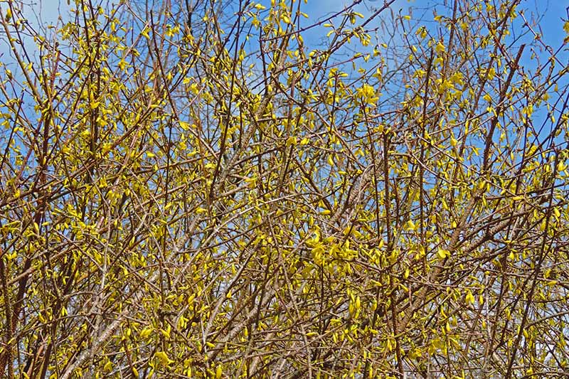 A close up horizontal image of an overgrown forsythia shrub with bright yellow flowers pictured on a blue sky background.