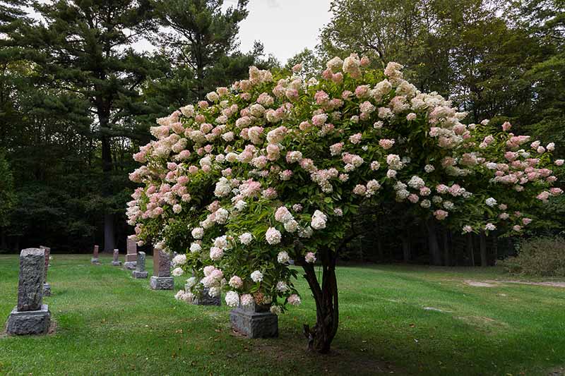 A horizontal image of a hydrangea that has been shaped into a tree form.