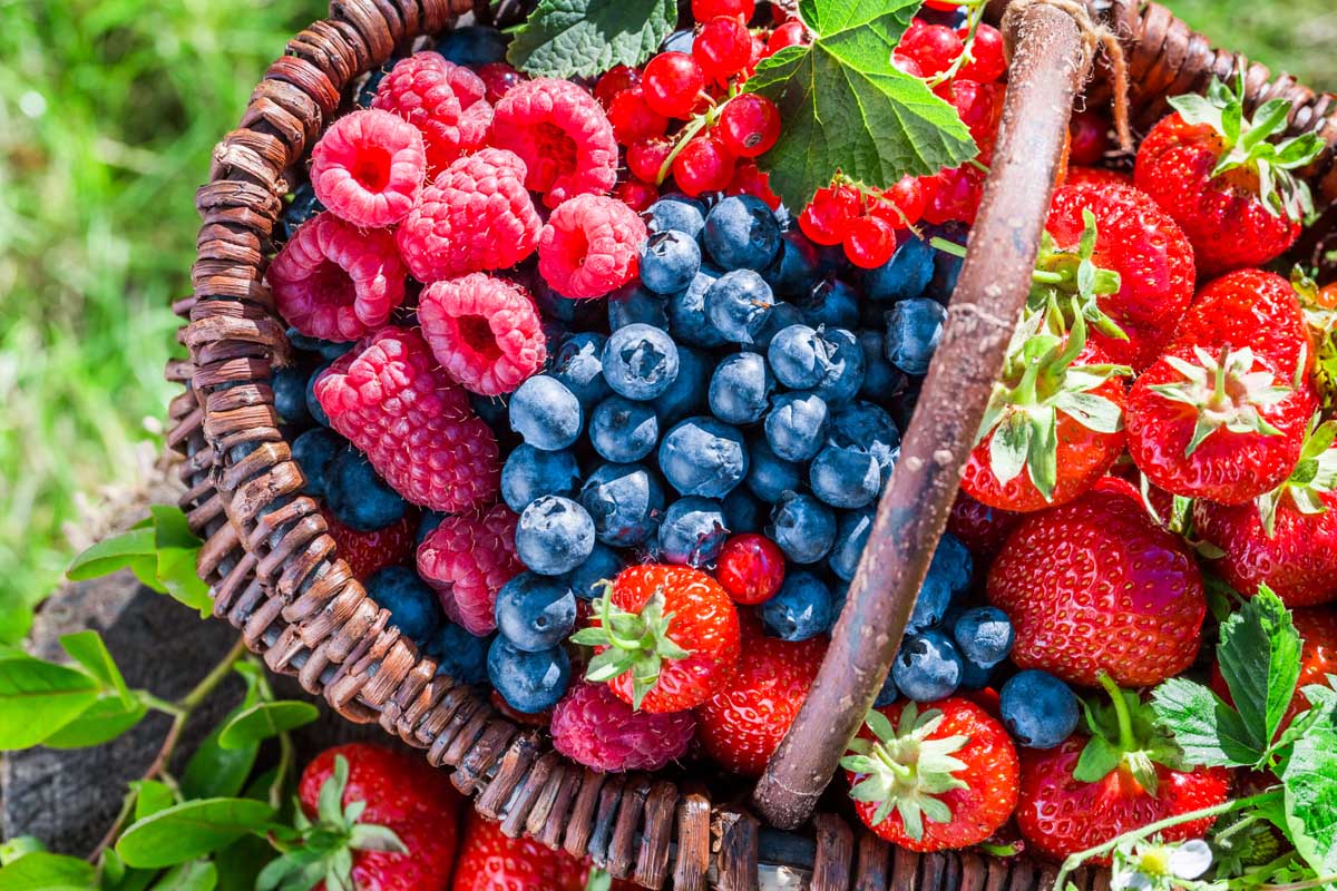 Freshly harvested blueberries, raspberries, and strawberries in a wicker basket in the garden.