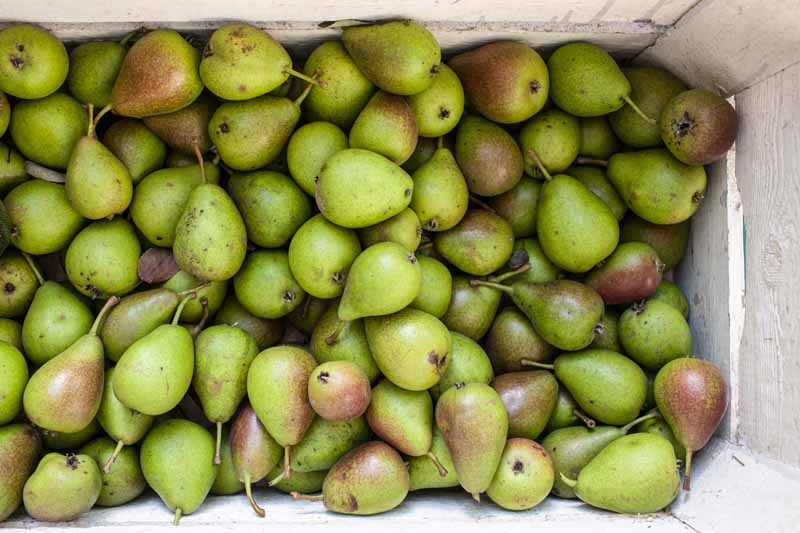 A close up horizontal image of freshly harvested Pyrus communis fruit set in a wooden box.