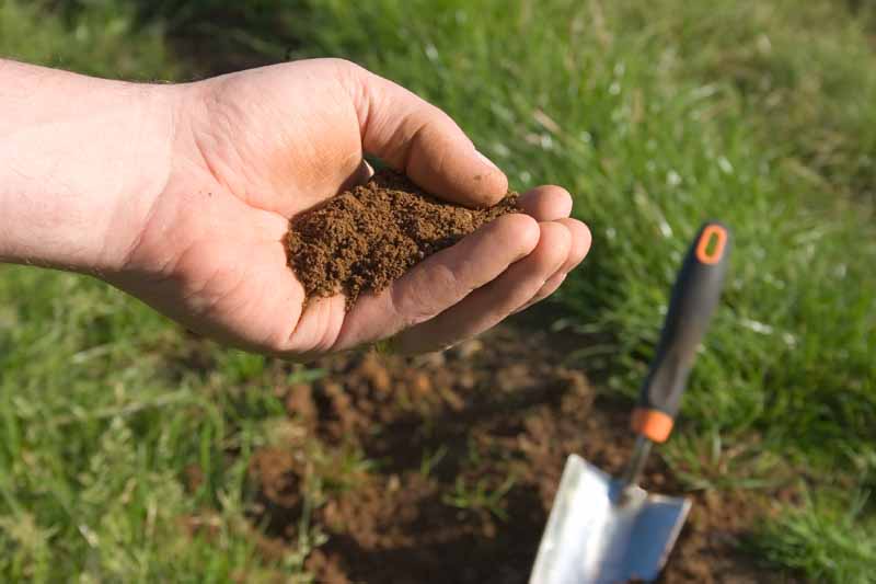 A human hand holds freshly dug soil.