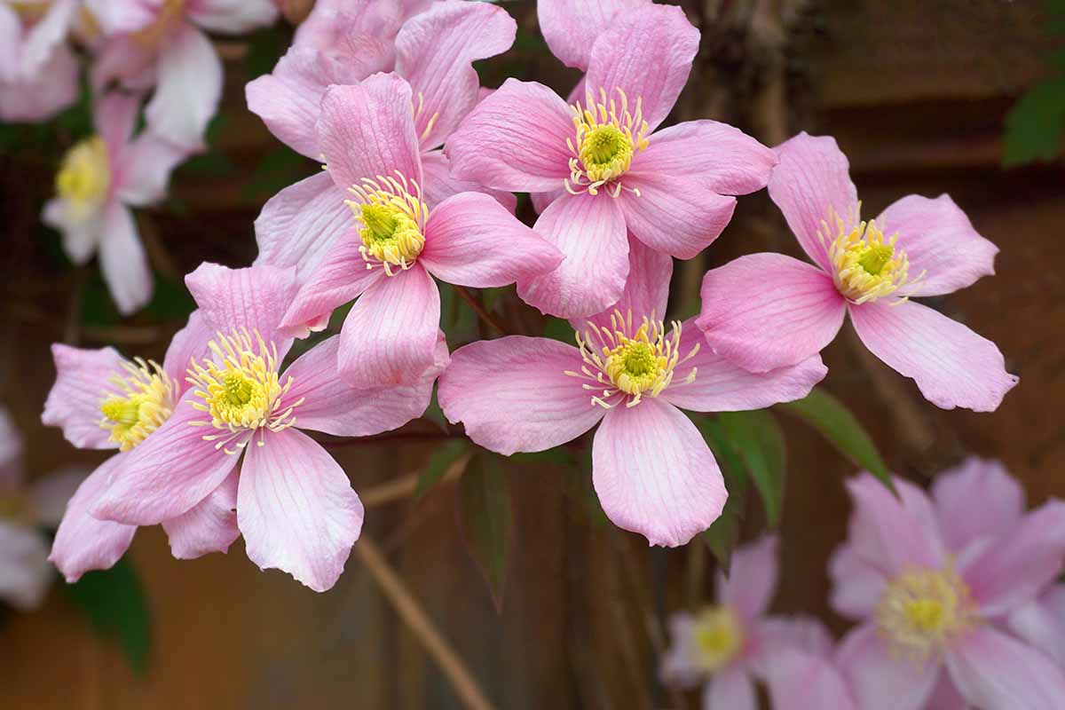 A close up horizontal image of pink clematis flowers growing in the garden pictured on a soft focus background.