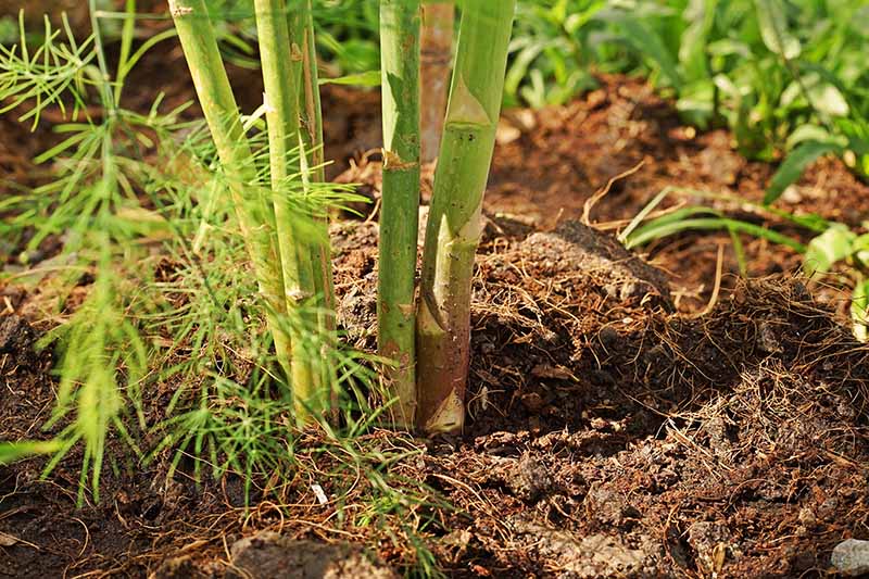 A close up horizontal image of an asparagus plant suffering from crown and root rot growing in the garden pictured in light sunshine.
