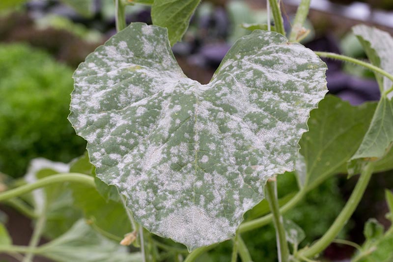 A close up horizontal image of a cucurbit leaf suffering from an infection of powdery mildew, a fungal infection that can be treated with a homemade or organic remedy.