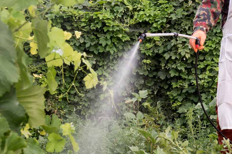 A pump sprayer is being used in a backyard setting to apply Bacillus thuringiensis (Bt) to control insect pests.
