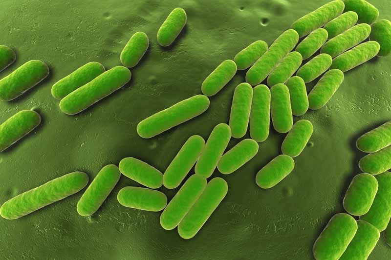 Close up of a graphic in green showing a microscopic view of the biofungicide bacillus subtilis.
