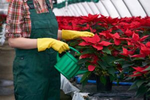 A close up horizontal image of a gardener in a commercial greenhouse watering potted poinsettia plants.