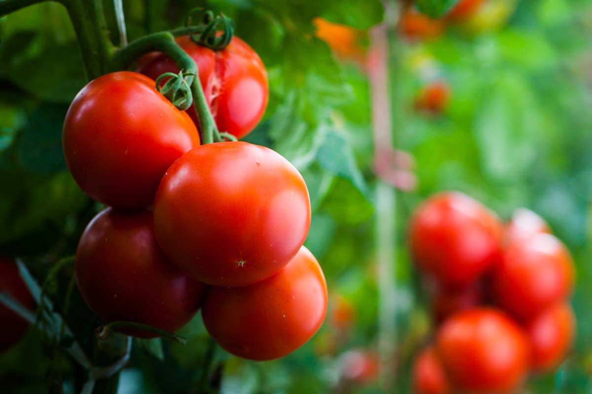 A close up horizontal image of ripe red tomatoes pictured on a soft focus background.