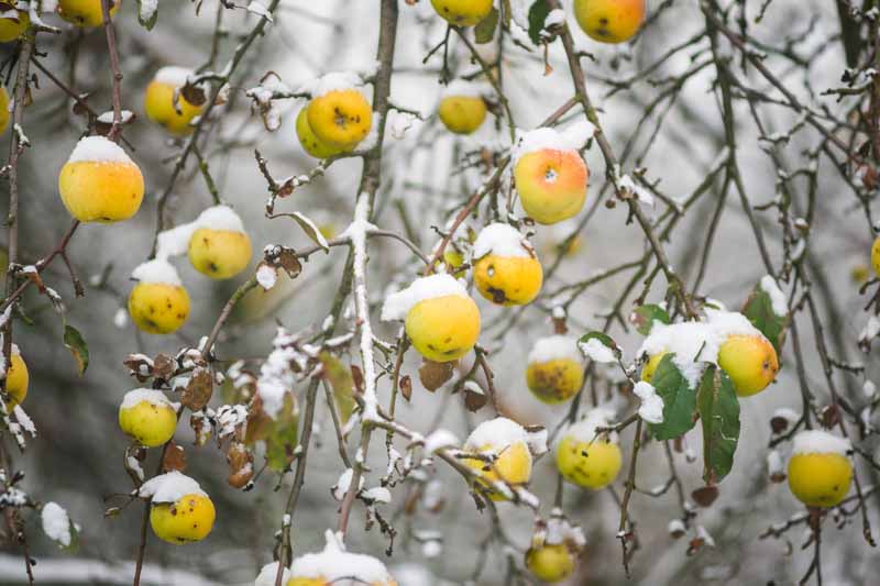 A close up horizontal image of an apple tree in the winter with snow on the branches and fruits pictured on a soft focus background.