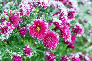 A close up horizontal image of pink chrysanthemums growing in the garden with frost on the plants.