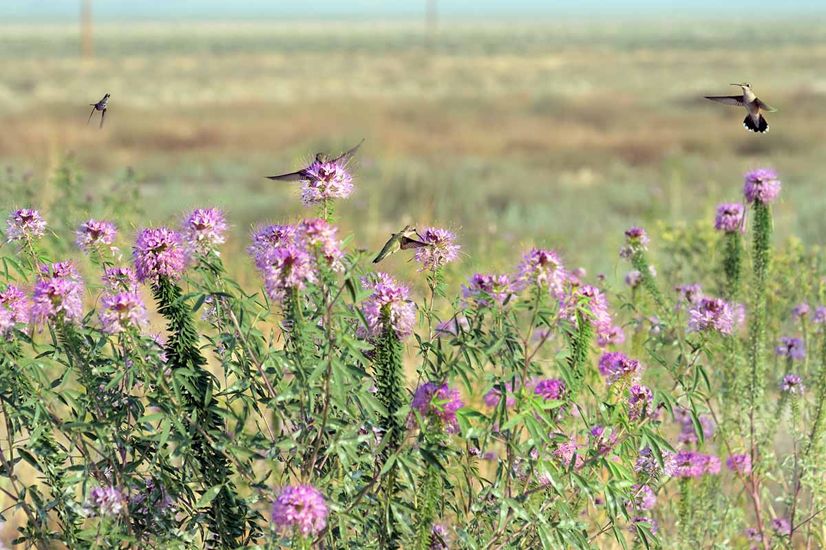 A horizontal image of hummingbirds in flight and landing on Cleomella serrulata flowers in a prairie.