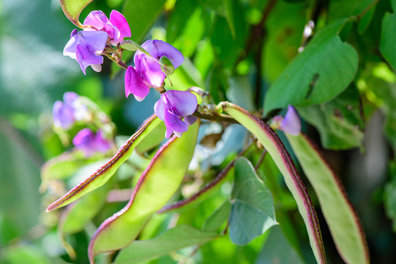 A close up of a Lablab purpureus vine growing in the garden, with large green leaves, purple flowers, and green seed pods, in bright sunshine on a soft focus background.