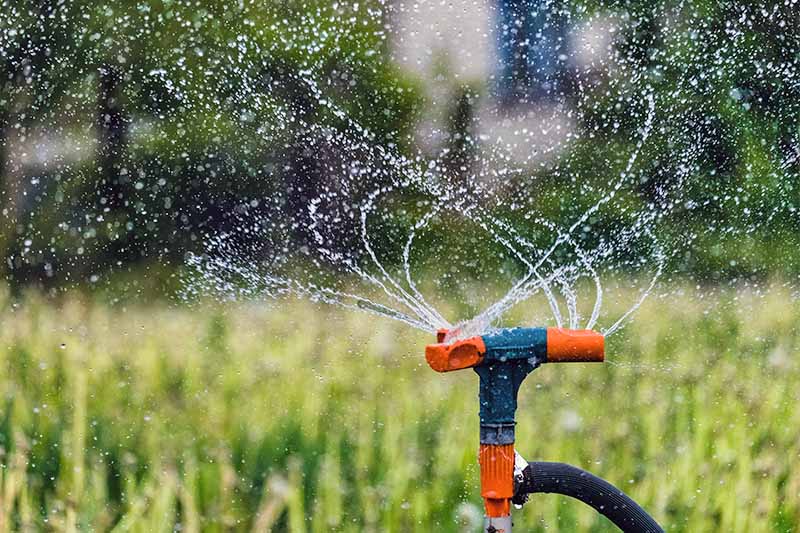 An orange and gray T-shaped rotating sprinkler head on a black hose, watering a green lawn.