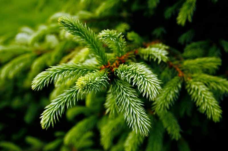 Close up image of the needles of an evergreen tree.