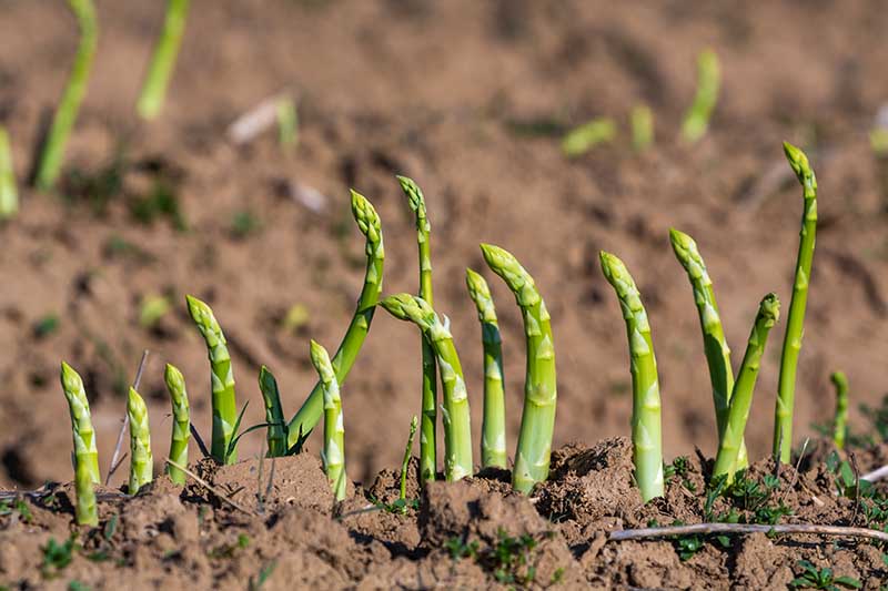 A close up horizontal image of asparagus spears emerging from the ground pictured in bright sunshine.