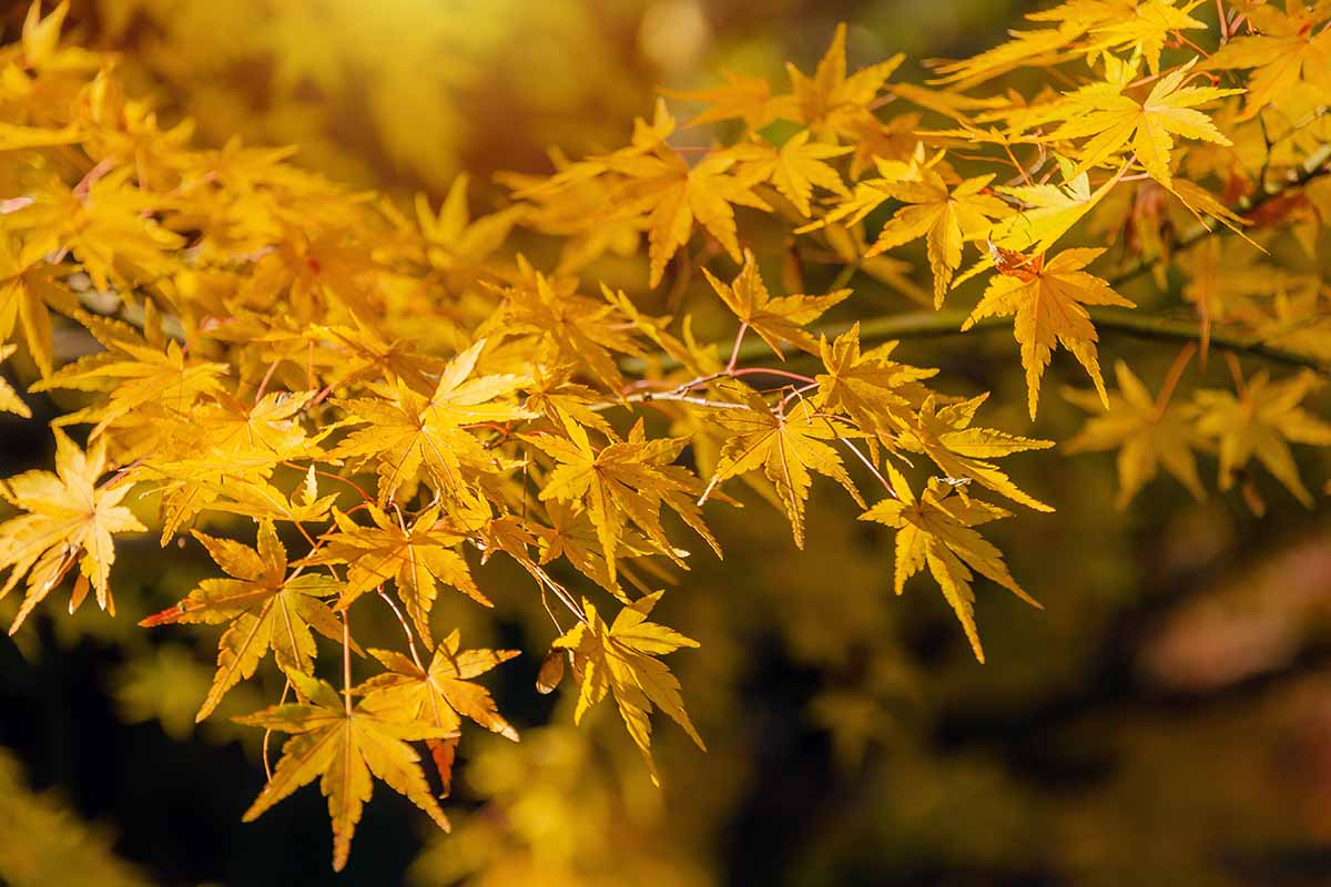 A close up horizontal image of the bright fall foliage of a Japanese maple tree pictured in light filtered sunshine on a soft focus background.
